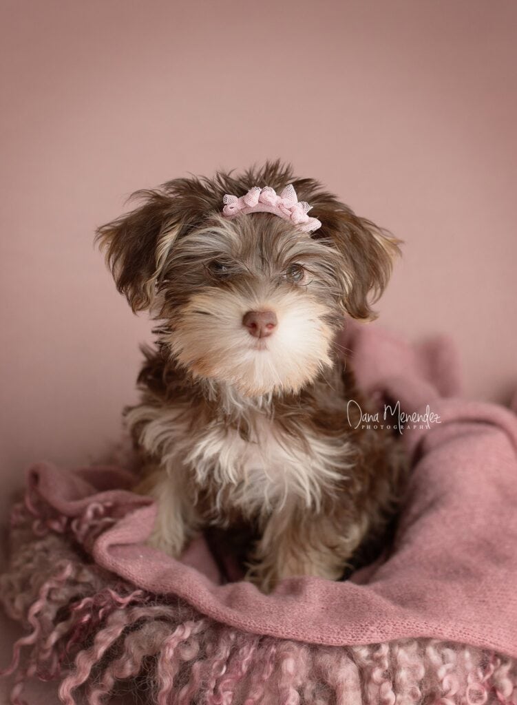 Adorable newborn puppy with a pink bow, sitting on a soft pink blanket.