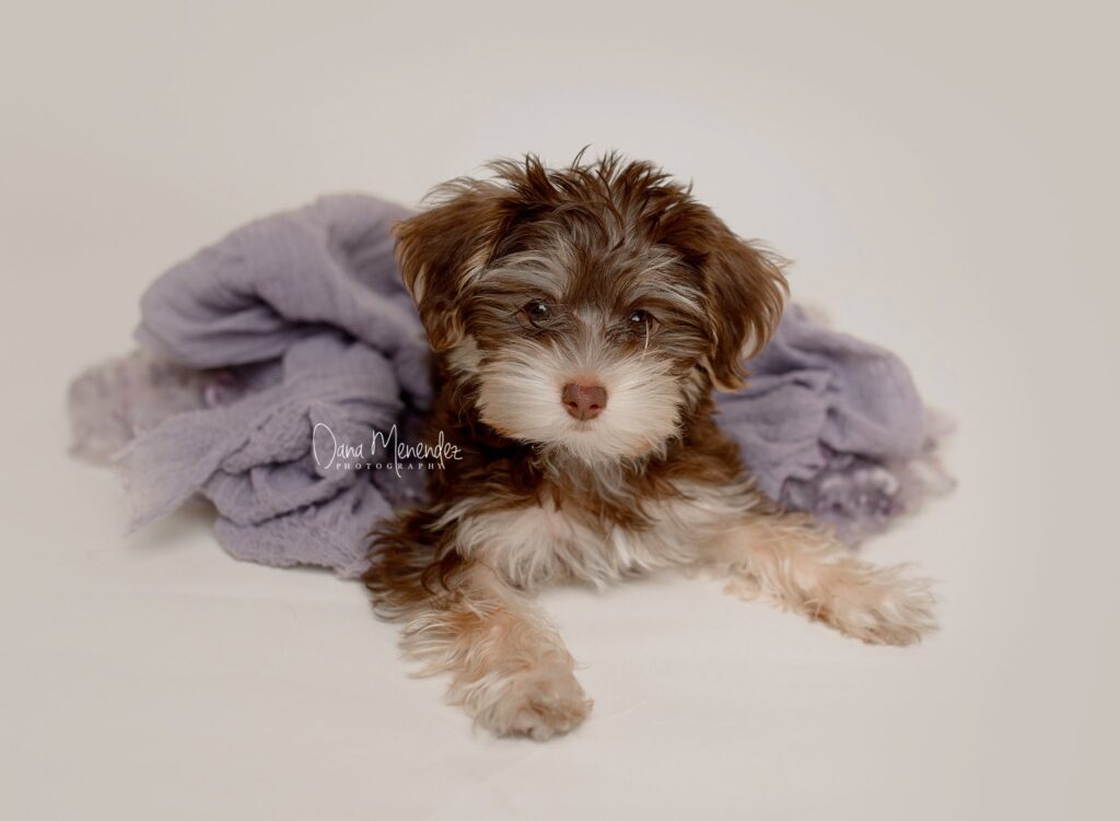 Cute brown and white puppy lying on a soft purple blanket, looking at the camera.