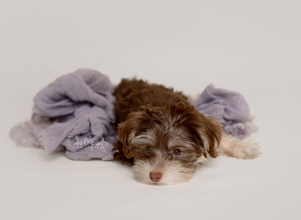 Cute brown and white puppy lying on a soft blanket, perfect for newborn puppy photography in Okotoks.