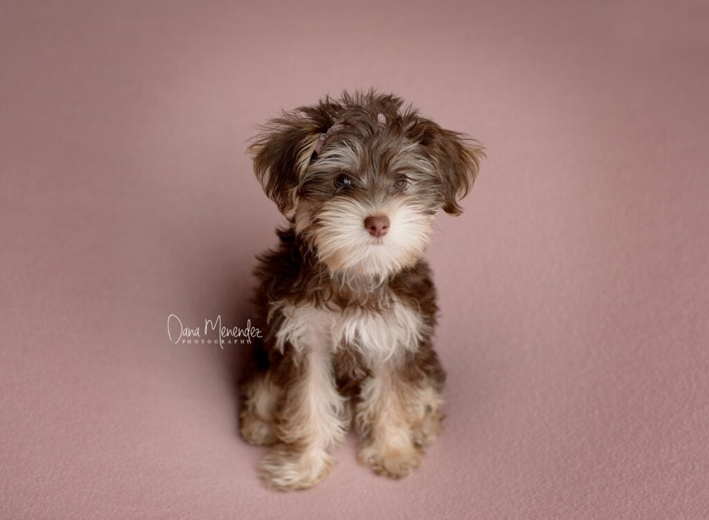 Cute newborn puppy sitting on a soft pink background, showcasing fluffy fur and sweet expression.