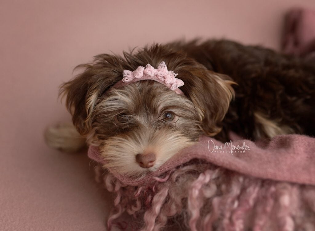 Cute newborn puppy with a pink bow, resting on a soft pink blanket.