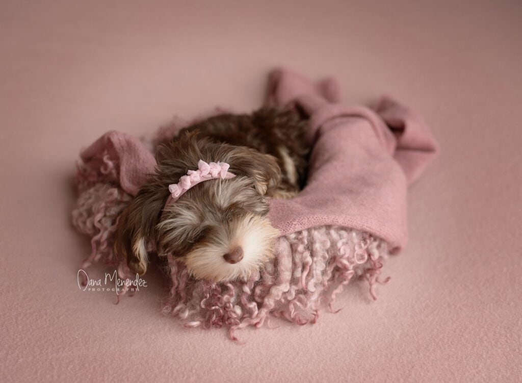 Adorable newborn puppy sleeping on pink blanket in a cozy setting.